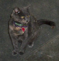 momthecat.jpg